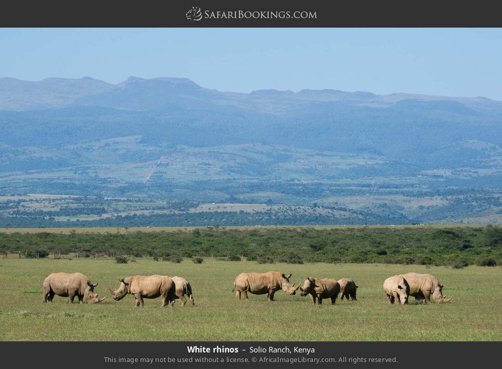 White rhinos in Solio Ranch, Kenya