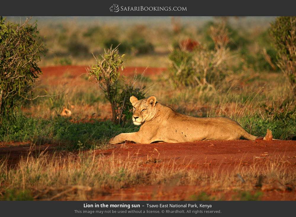 Lion in the morning sun in Tsavo East National Park, Kenya