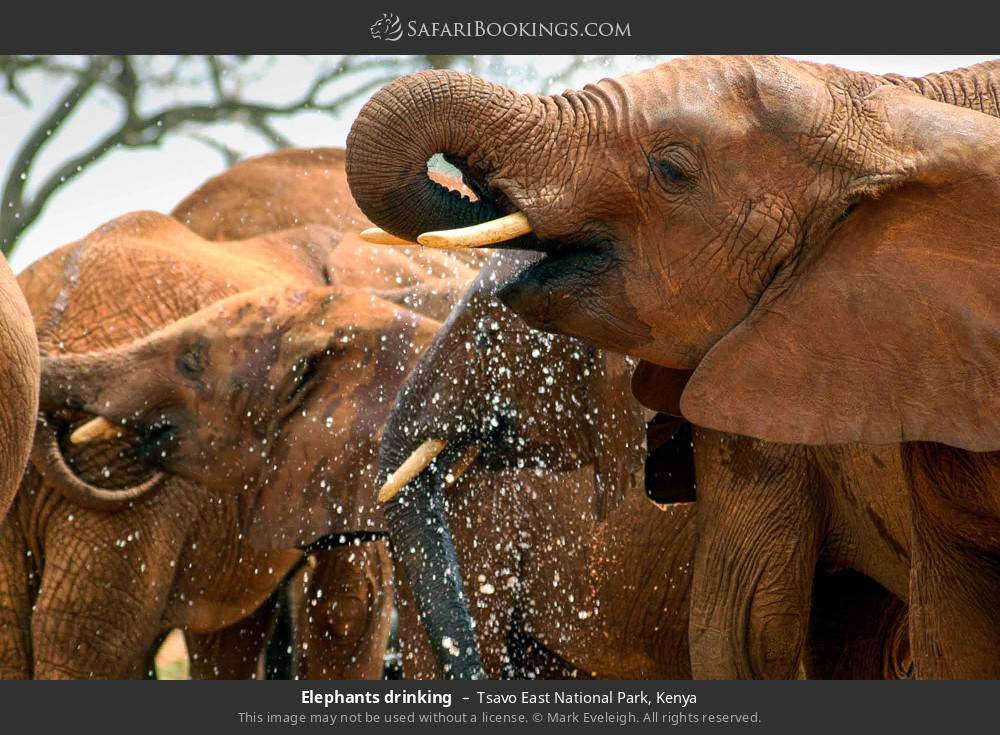 Elephants drinking in Tsavo East National Park, Kenya