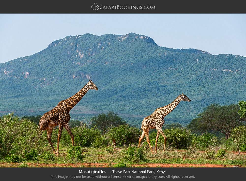 Masai giraffes in Tsavo East National Park, Kenya