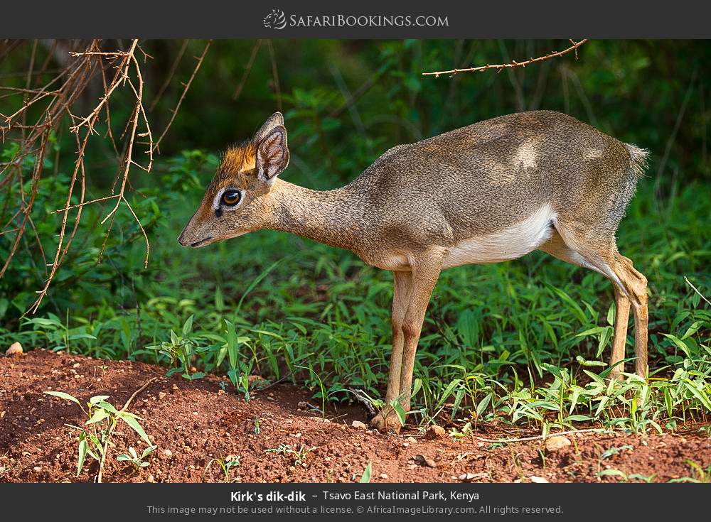 Kirk's dik-dik in Tsavo East National Park, Kenya