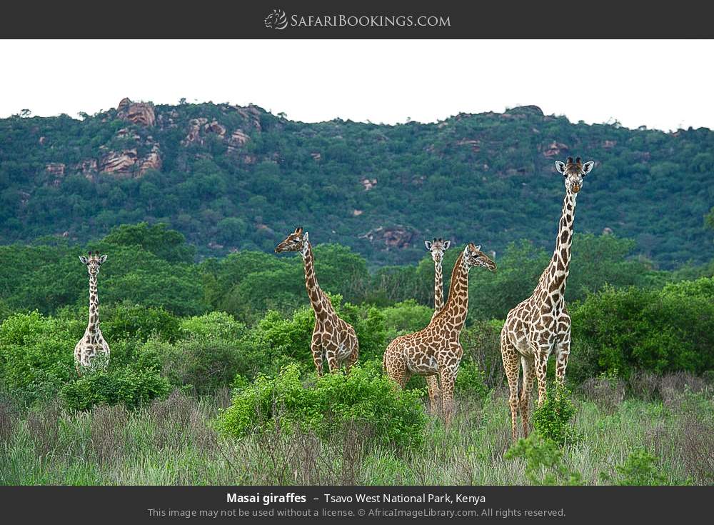 Masai giraffes in Tsavo West National Park, Kenya
