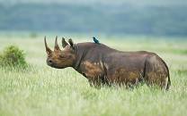 Lewa Wildlife Conservancy