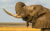 Mara North Conservancy