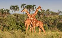 Meru National Park