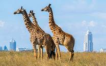 Nairobi National Park