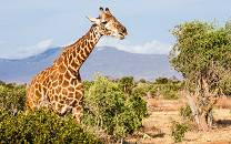 Tsavo East National Park