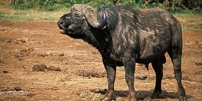 Open Photos