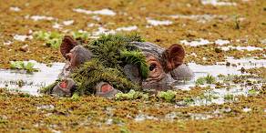 Open Photos
