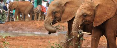 Baby orphan elephants