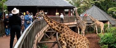 Visitors getting close to giraffes on the boardwalk
