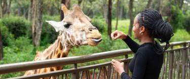 Visitor feeding one of the giraffes