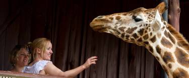 Guest feeding a giraffe