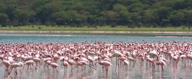Flamingos in the shallows