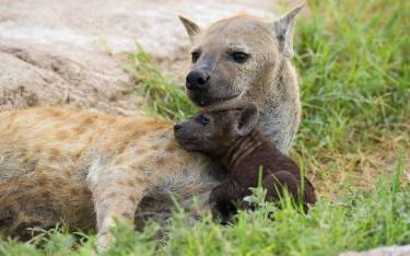 Spotted hyena with cub