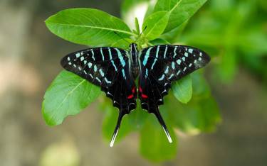 Larger striped swordtail butterfly