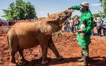 Worker feeding an orphan elephant