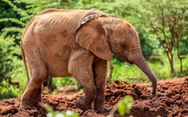 Young orphan elephant