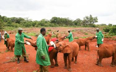 Workers feeding orphan elephants