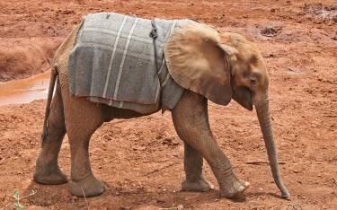 Orphaned elephant calf