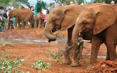 Baby orphan elephants