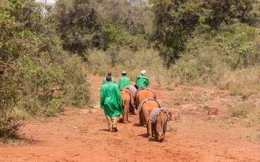 Baby elephants and their keepers
