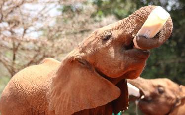 Baby elephant drinking milk from a bottle