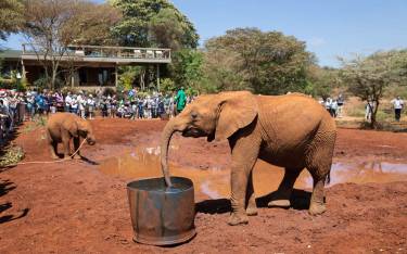 Visitors watching orphaned elephants 