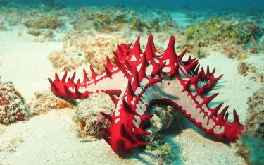 African red-knobbed starfish