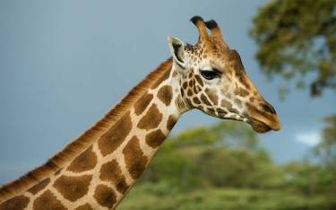 Rothschild's giraffe