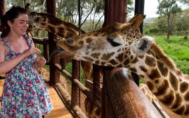 Visitors feeding the Rothschild's giraffes