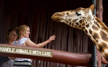 Guest feeding a giraffe
