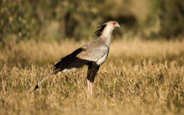 Secretary bird