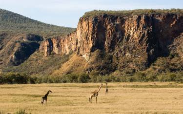 Masai giraffes