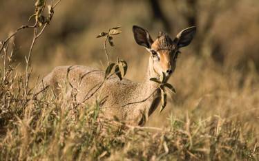 Kirk's dik-dik eating