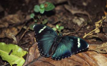 Blue butterfly