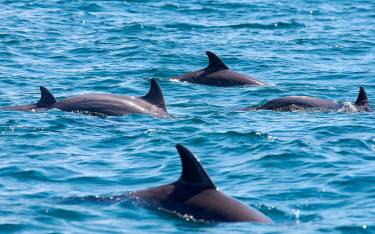 Dolphins in the sea