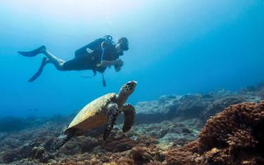Diver with a turtle