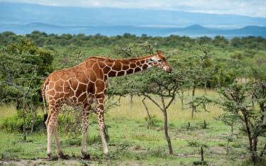 Reticulated giraffe
