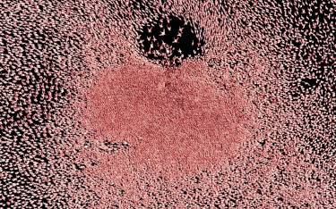 Densely packed flamingos