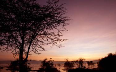Thumbnail of Acacia tree silhouette