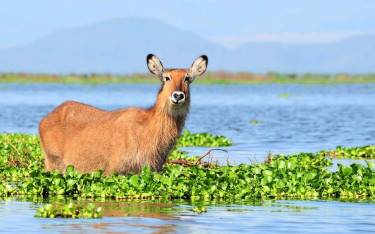 Waterbuck standing in the water