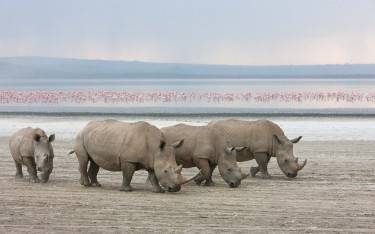Four white rhinos with flamingos in the background