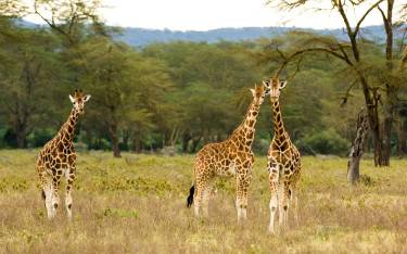 Three Rothschild's giraffes