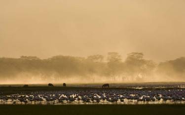 Lake Nakuru at sunrise