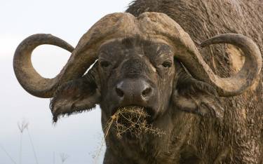 Buffalo bull
