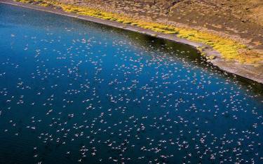 Flamingos over the blue waters of Lake Turkana