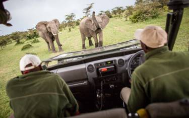 Guides in safari vehicle with elephants