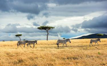 Plains zebras walking through grassland