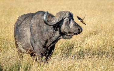 Buffalo bull